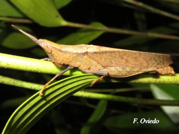 Metaleptea adspersa