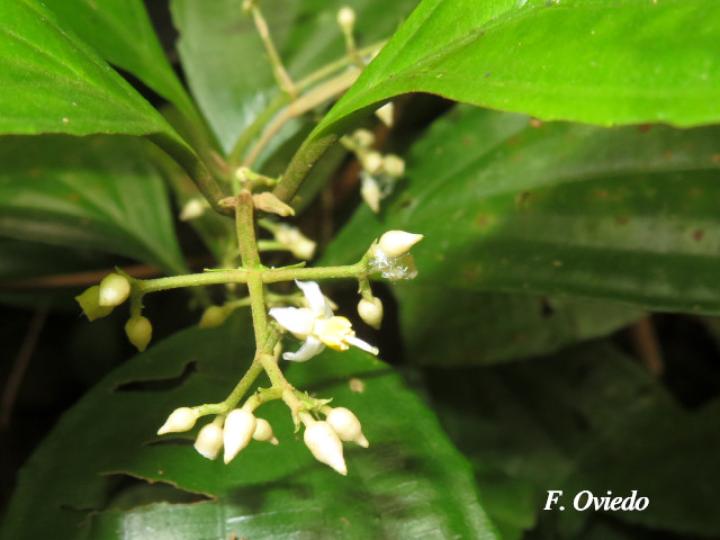 Miconia laxivenula
