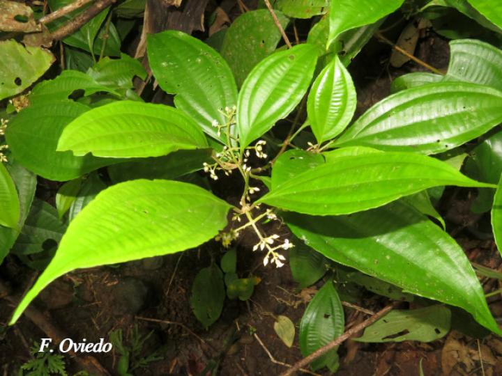 Miconia laxivenula