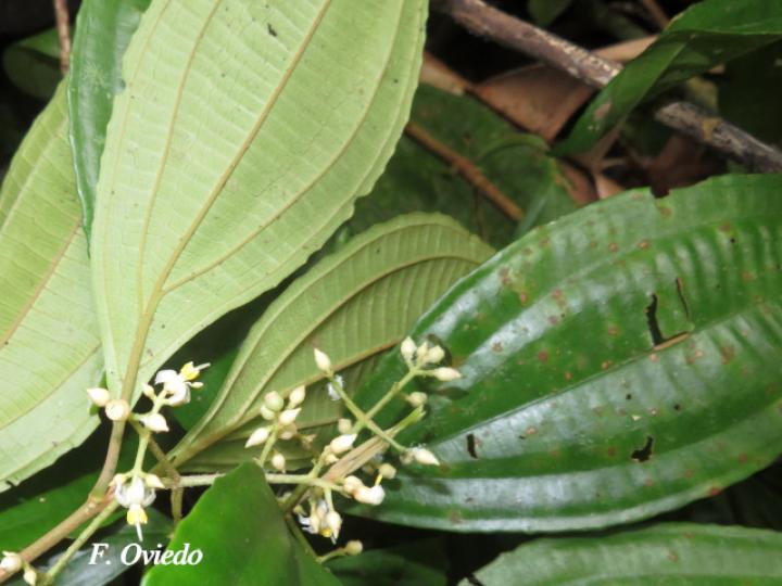 Miconia laxivenula