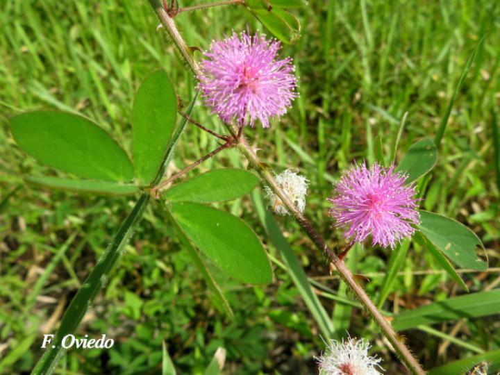 Mimosa debilis