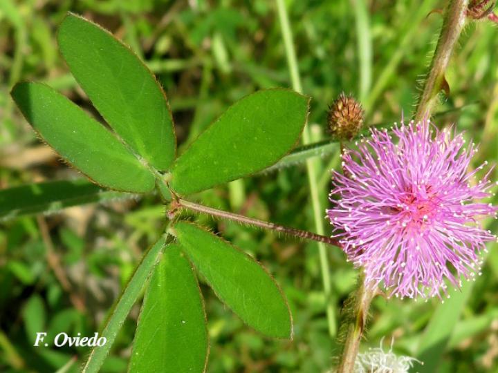 Mimosa debilis