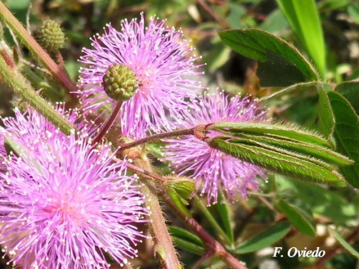 Mimosa debilis