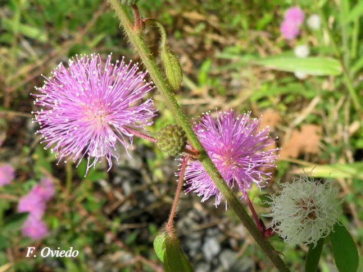 Mimosa debilis