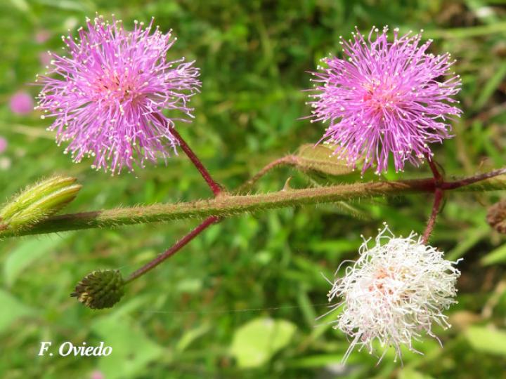 Mimosa debilis