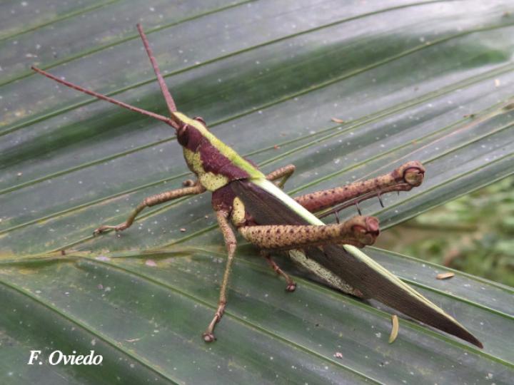 Munatia biolleyi, adulto