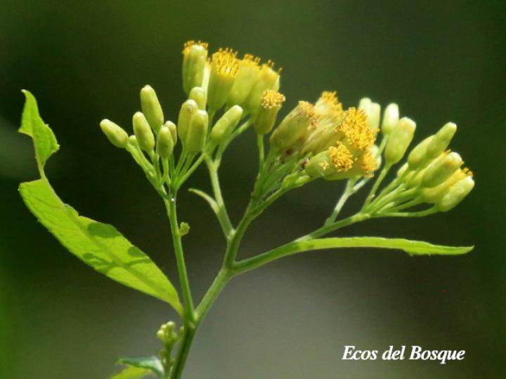 Neurolaena lobata (Gavilana)