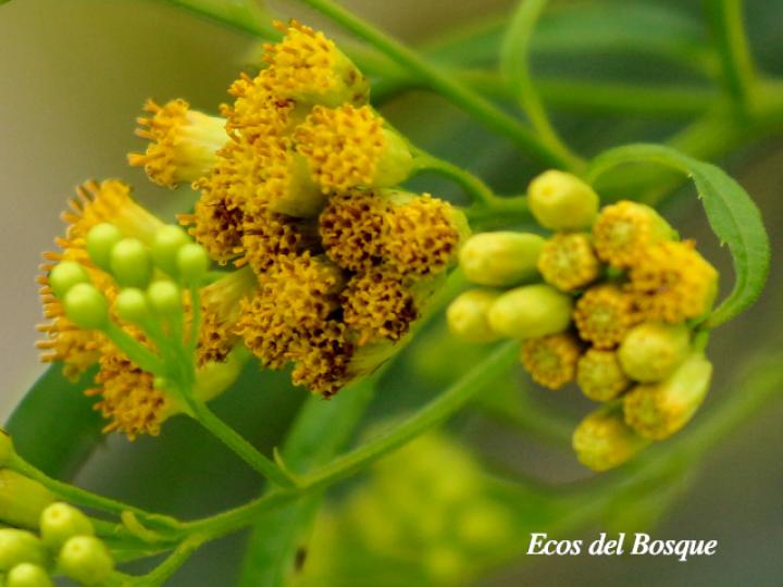 Neurolaena lobata (Gavilana)