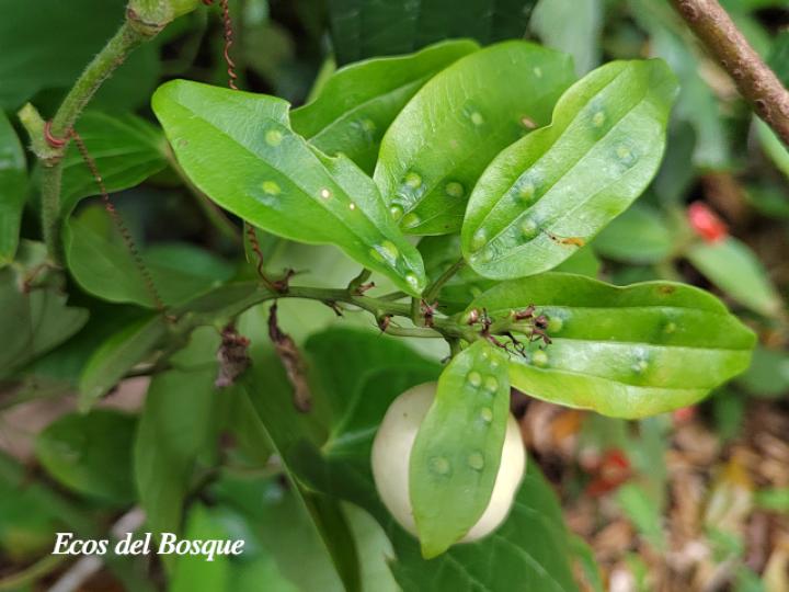 Passiflora lancearia