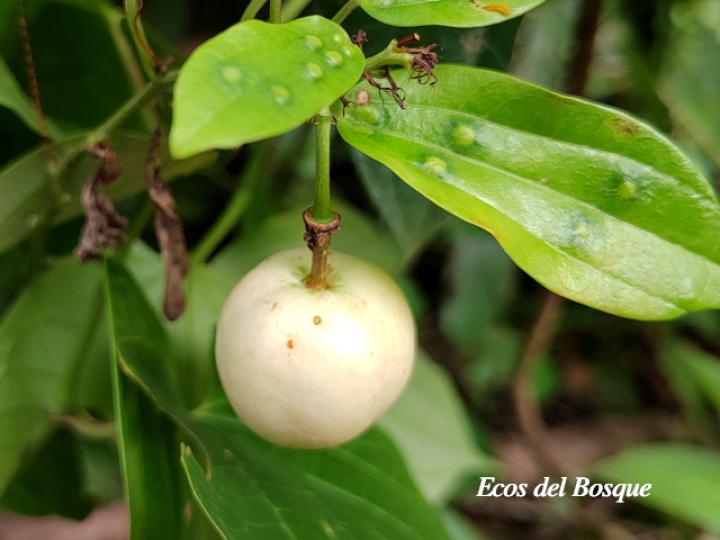Passiflora lancearia