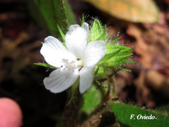 Pavonia peruviana