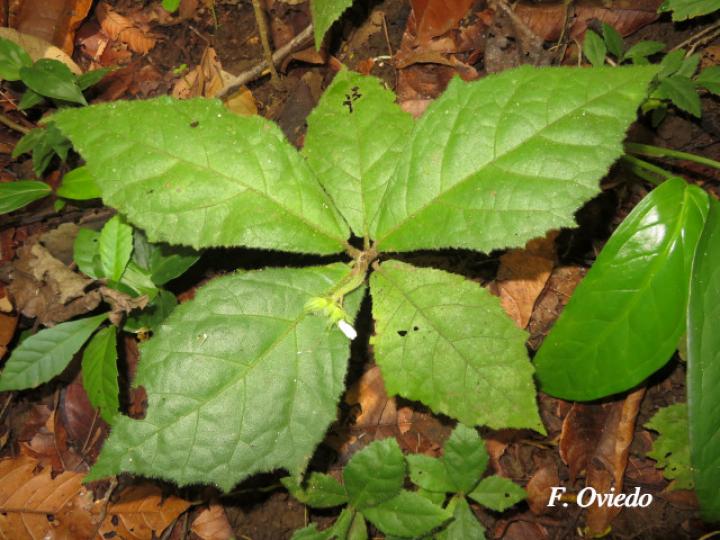 Pavonia peruviana