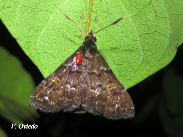 Phlyctaina irrigualis