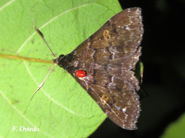 Phlyctaina irrigualis