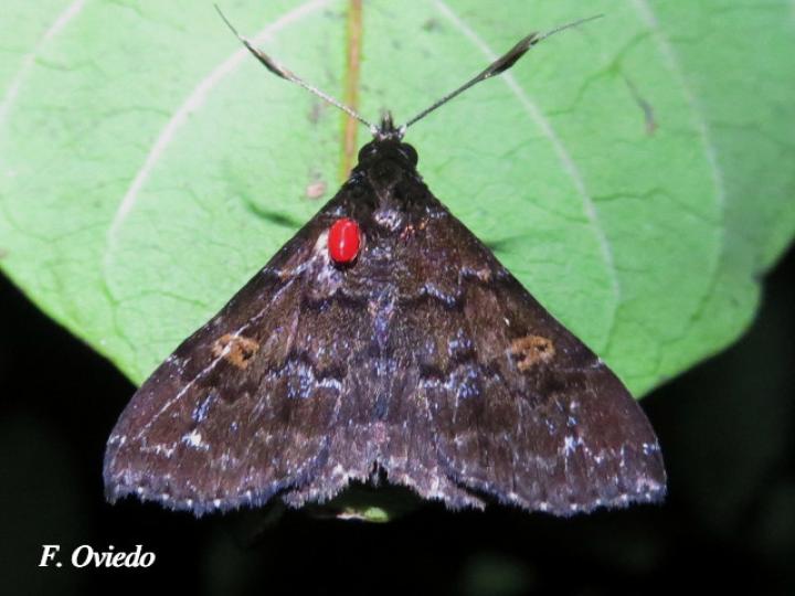 Phlyctaina irrigualis