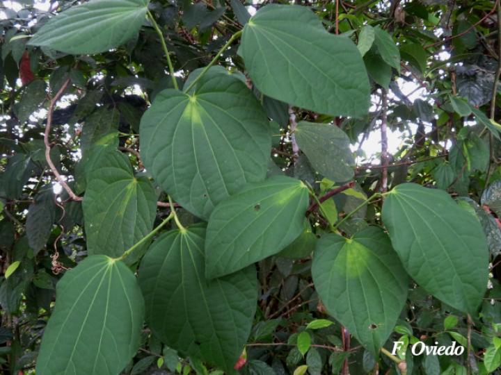 Piper multiplinervium