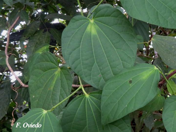 Piper multiplinervium