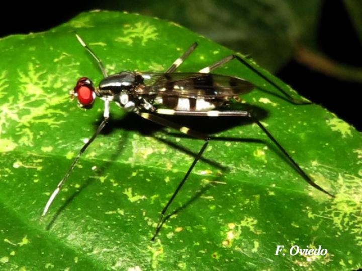 Poecilotylus sp