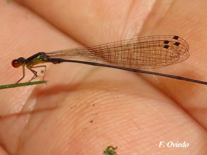 Psaironeura angeloi