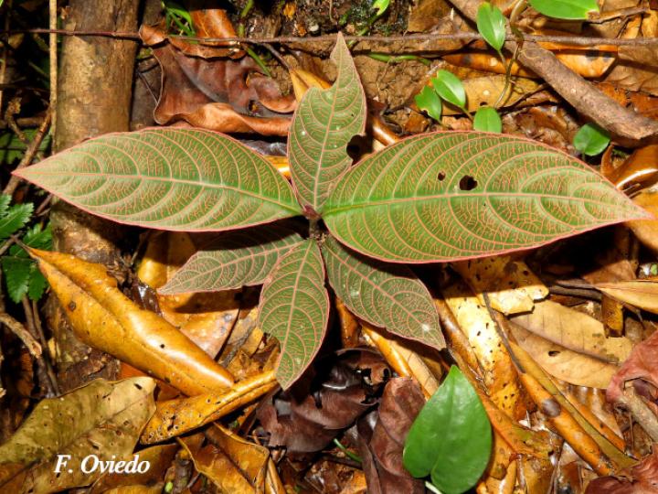 Psychotria microbotrys, plántula