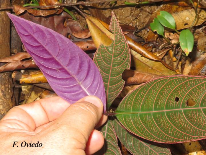 Psychotria microbotrys, plántula