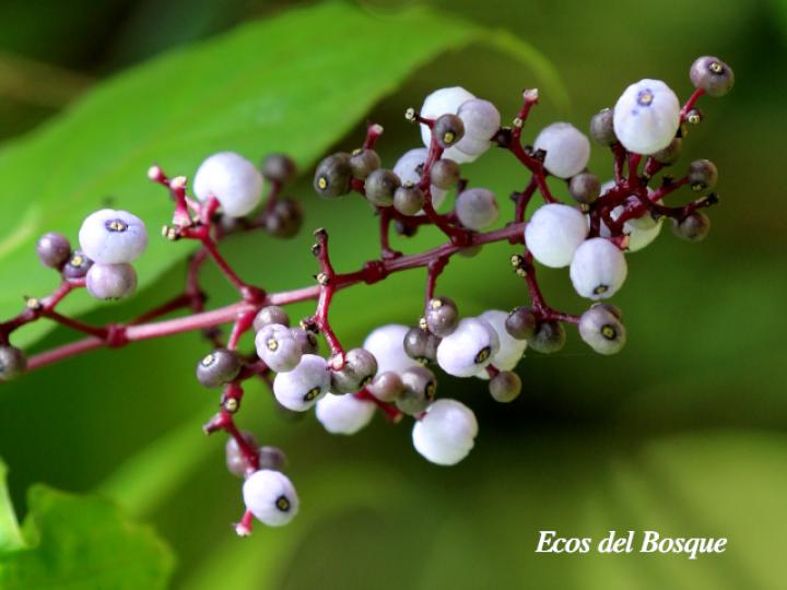 Psychotria microbotrys, frutos