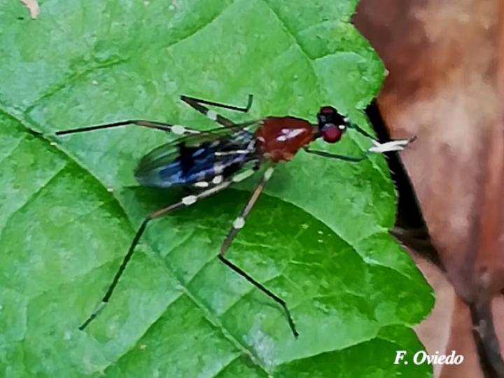 Ptilosphen viriolatus (Mosca zancuda)