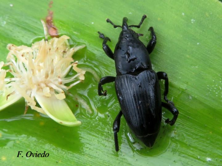 Picudo negro de la palma