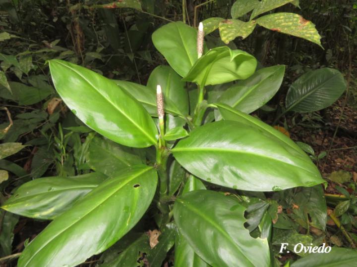 Stenospermatium marantifolium