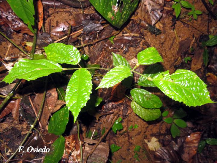 Stizophyllum inaequilaterum