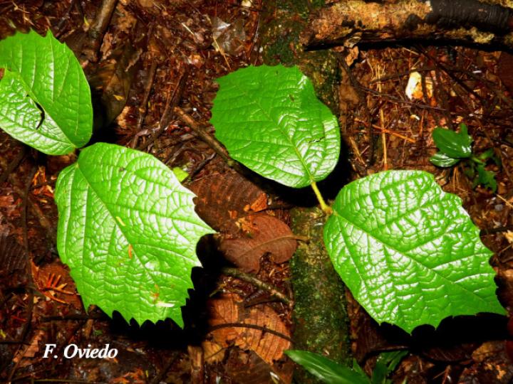 Stizophyllum inaequilaterum