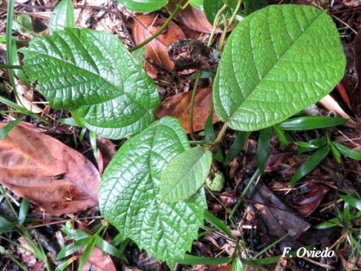 Stizophyllum inaequilaterum