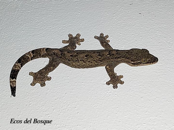 Thecadactylus rapicauda (Geco cola de nabo)