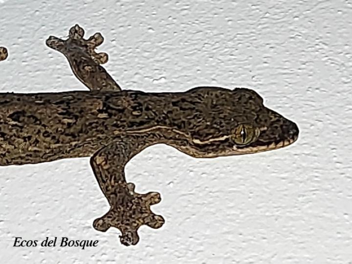 Thecadactylus rapicauda (Geco cola de nabo)