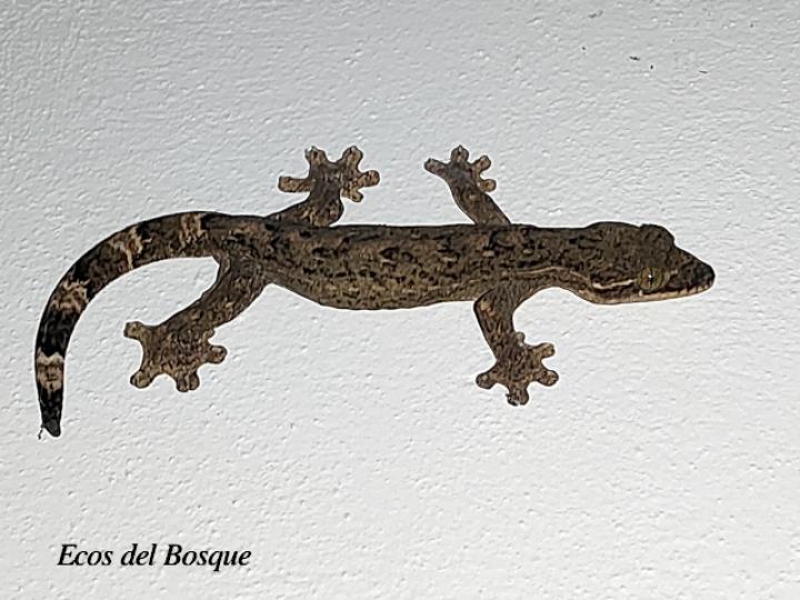 Thecadactylus rapicauda (Geco cola de nabo)
