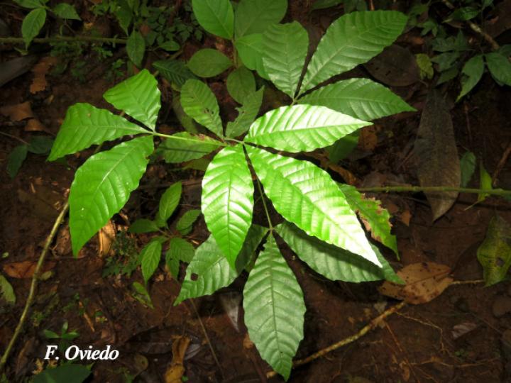 Allophylus psilospermus (Fierrillo, huesillo)