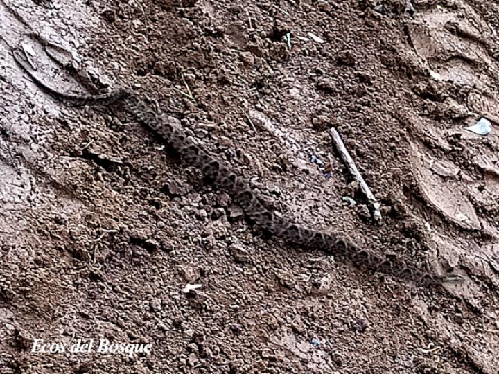 Bothrops asper (Terciopelo)