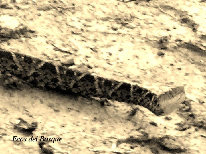 Bothrops asper (Terciopelo)