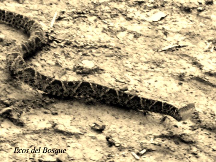 Bothrops asper (Terciopelo)