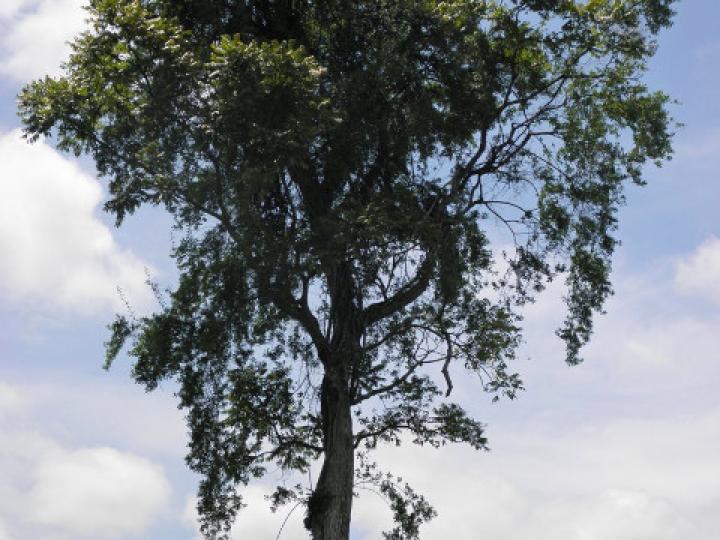 Cedrela odorata (Cedro)