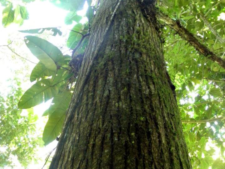 Cedrela odorata (Cedro)