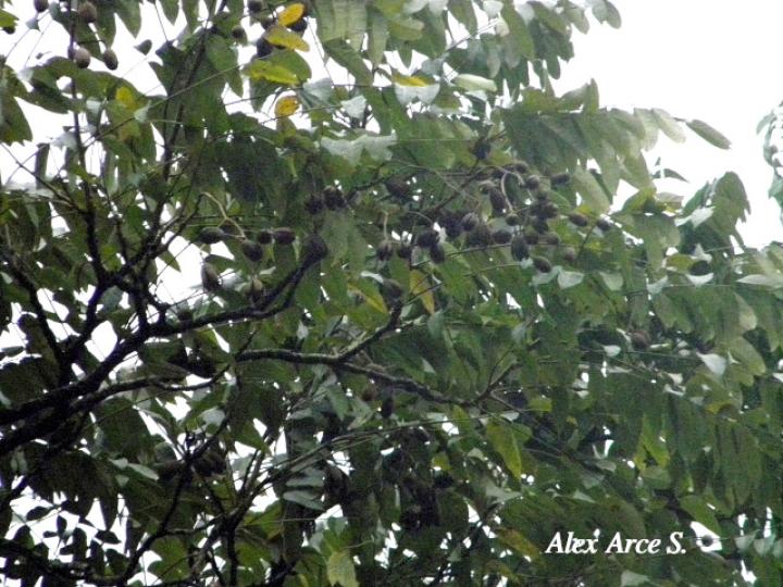 Cedrela odorata (Cedro)