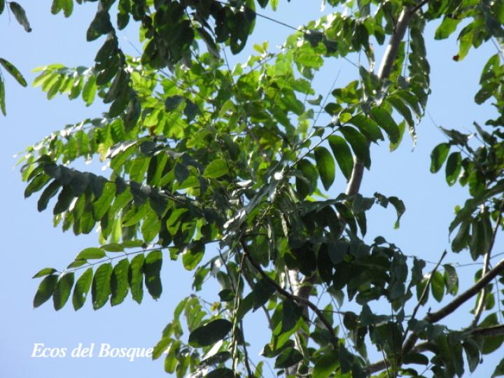 Cedrela odorata (Cedro)