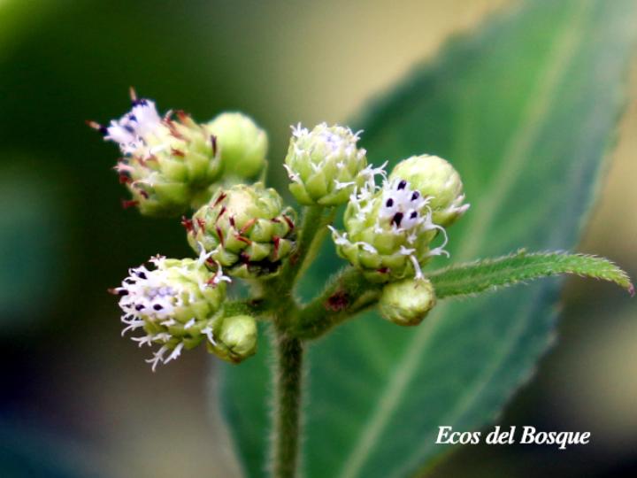 Clibadium surinamense