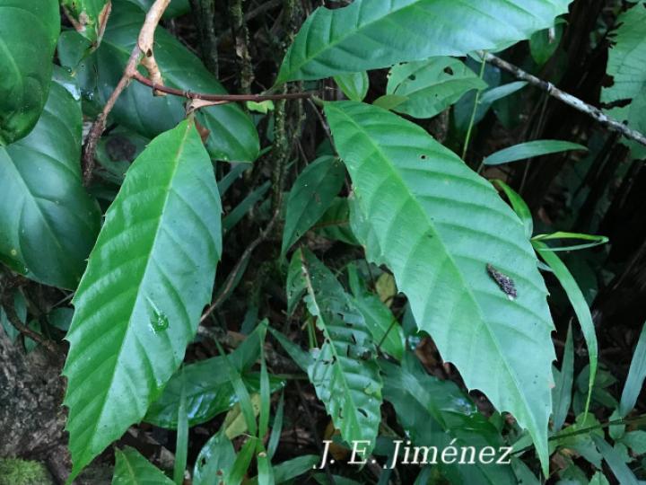 Doliocarpus dentatus (Bejuco de agua)