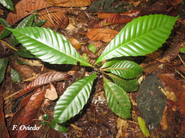 Doliocarpus dentatus (Bejuco de agua)