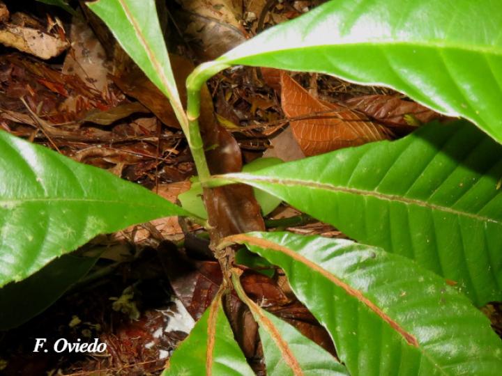 Doliocarpus dentatus (Bejuco de agua)