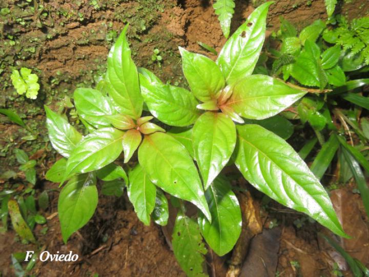Hamelia patens (Plántula)