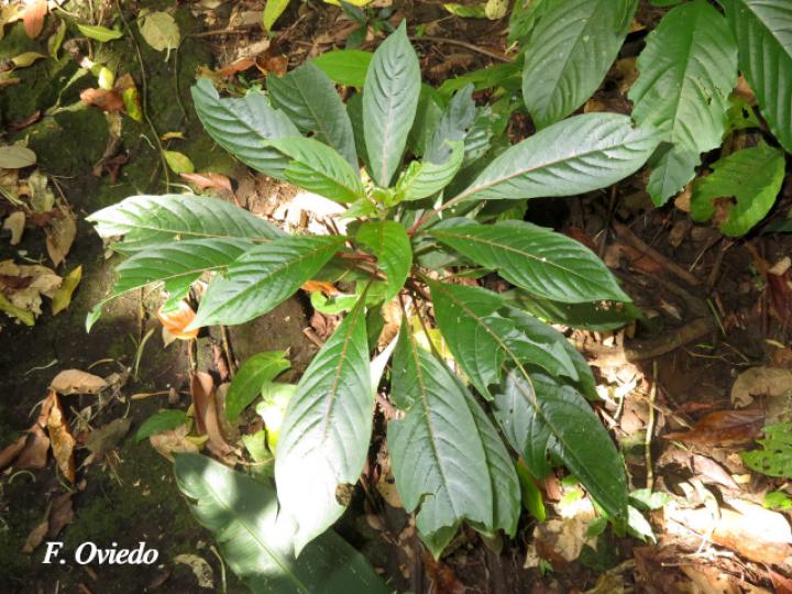 Hamelia patens (Plántula)
