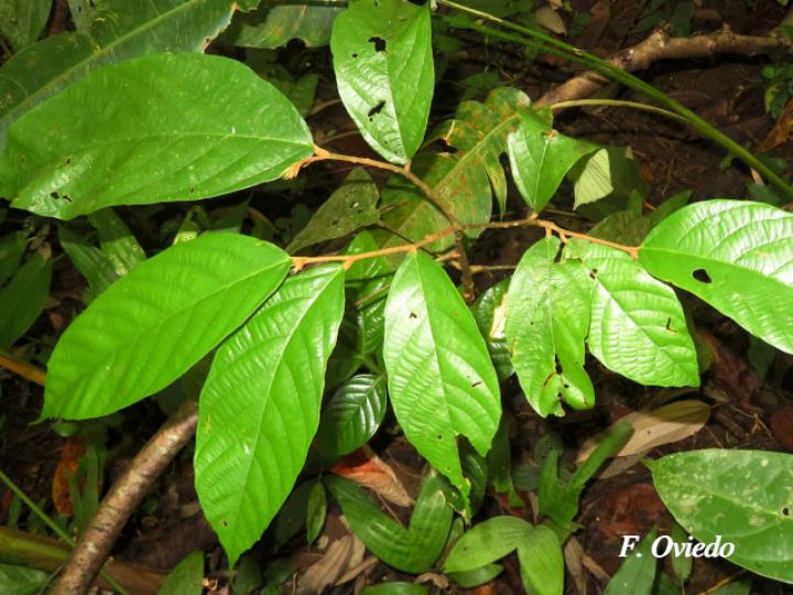 Quararibea bracteolosa (Plántula)